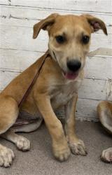Shelter Stray Female Dog last seen Near BLOCK W RIALTO, 333 Chandler Pl, San Bernardino, CA 92408, USA