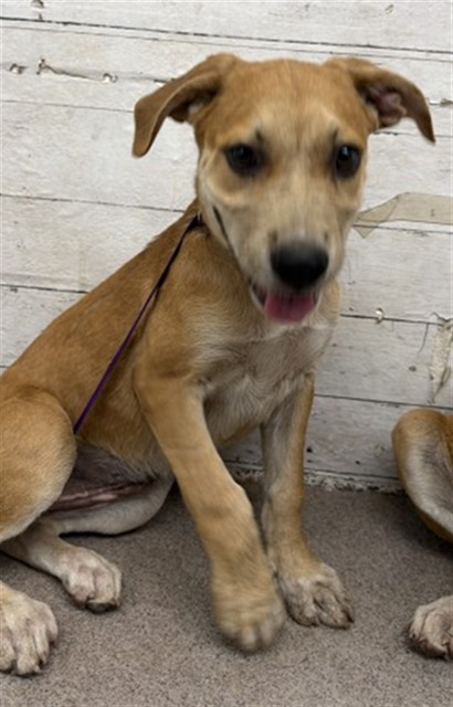 Shelter Stray Female Dog last seen Near BLOCK W RIALTO, 333 Chandler Pl, San Bernardino, CA 92408, USA