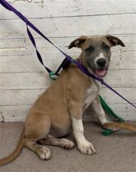 Shelter Stray Female Dog last seen Near BLOCK W RIALTO, 333 Chandler Pl, San Bernardino, CA 92408, USA