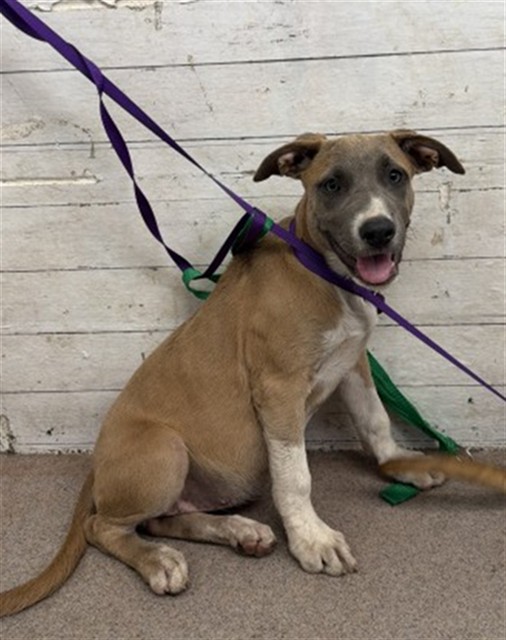 Shelter Stray Female Dog last seen Near BLOCK W RIALTO, 333 Chandler Pl, San Bernardino, CA 92408, USA