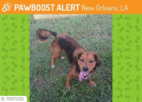 Found/Stray Female Dog last seen Near Filmore Ave, New Orleans, LA 70122