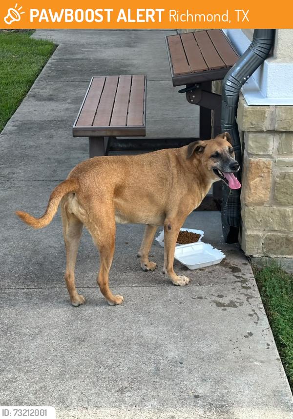 Found/Stray Female Dog last seen Allora Bella Terra Residence, Richmond, TX 77406