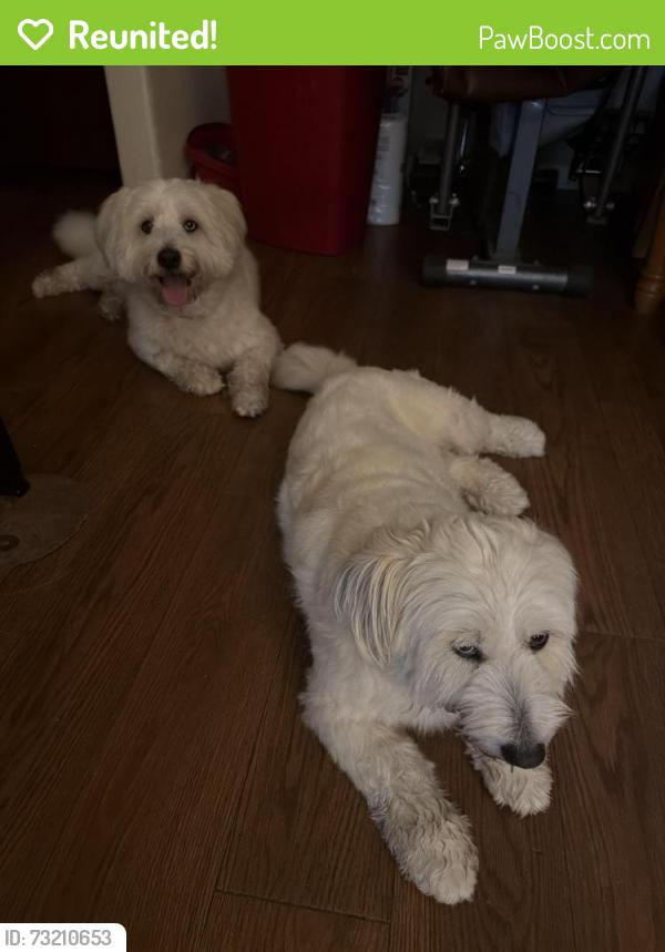 Reunited Male Dog last seen Highway 6 and Bellfort, Sugar Land, TX 77498