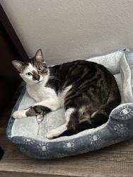 Lost Male Cat last seen Red bug rd and Dodd rd, Casselberry, FL 32707