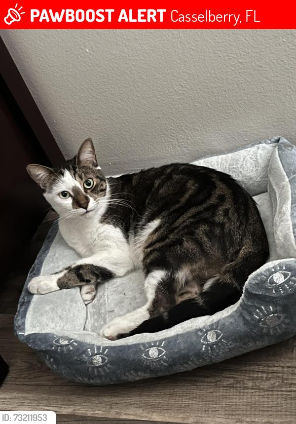 Lost Male Cat last seen Red bug rd and Dodd rd, Casselberry, FL 32707