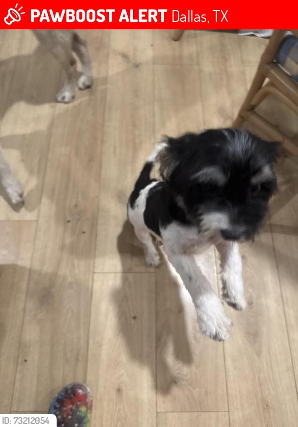 Lost Male Dog last seen Near west, Dallas, TX 75212