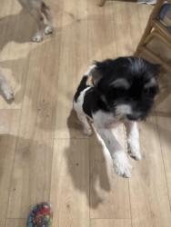Lost Male Dog last seen Near west, Dallas, TX 75212