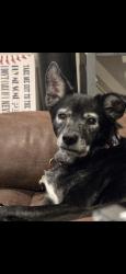 Reunited Female Dog last seen North Winding Pines near drainage ditch, Tomball, TX 77375