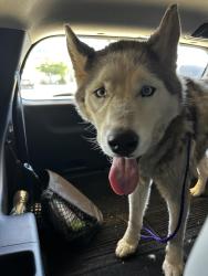 Reunited Unknown Dog last seen Herndon and temperance, Clovis, CA 93611