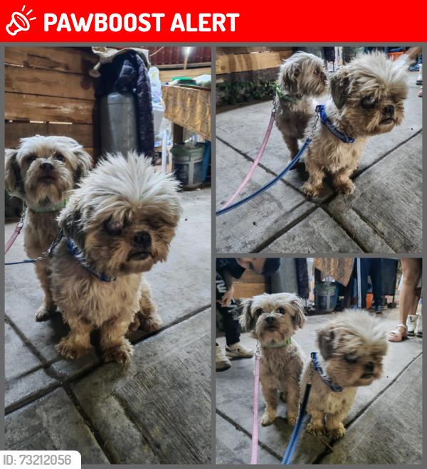 Lost Male Dog last seen Fraccionamiento la hacienda, morelia Michoacán, FRACCIONAMIENTO LA HACIENDA, Mich. 58330