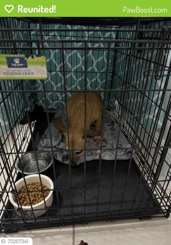 Reunited Female Dog last seen Commercial blvd and Dixie hwy in Fort Lauderdale/oakland park, Oakland Park, FL 33334