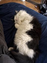 Lost Male Cat last seen South Chestnut Ave cross 9th street greenbay, Green Bay, WI 54304