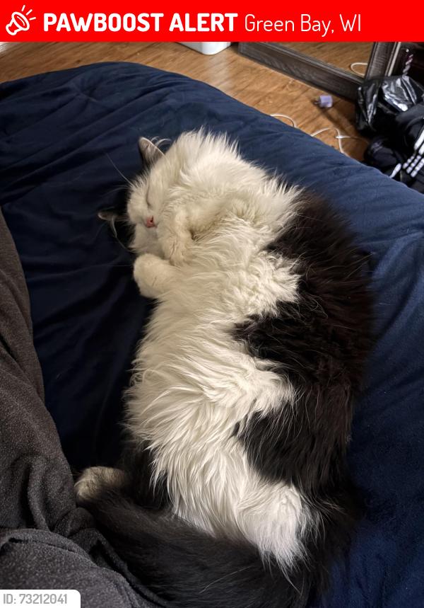 Lost Male Cat last seen South Chestnut Ave cross 9th street greenbay, Green Bay, WI 54304