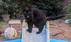 Reunited Female Cat last seen White barn road Llanishen, Cardiff, Wales 