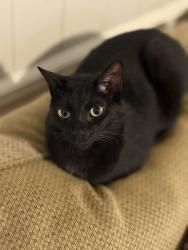 Lost Female Cat last seen Near 6th st nw, Center Point, AL 35215