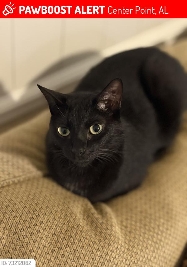 Lost Female Cat last seen Near 6th st nw, Center Point, AL 35215