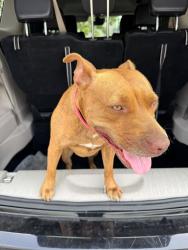 Found/Stray Female Dog last seen Miami airport vicinity, Miami, FL 33142