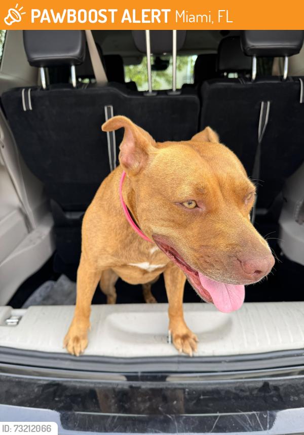 Found/Stray Female Dog last seen Miami airport vicinity, Miami, FL 33142