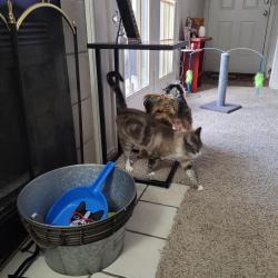 Lost Male Cat last seen Hunter Park Circle, Fort Worth, TX 76116