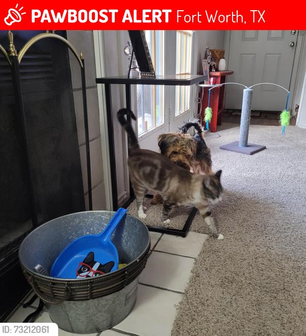Lost Male Cat last seen Hunter Park Circle, Fort Worth, TX 76116