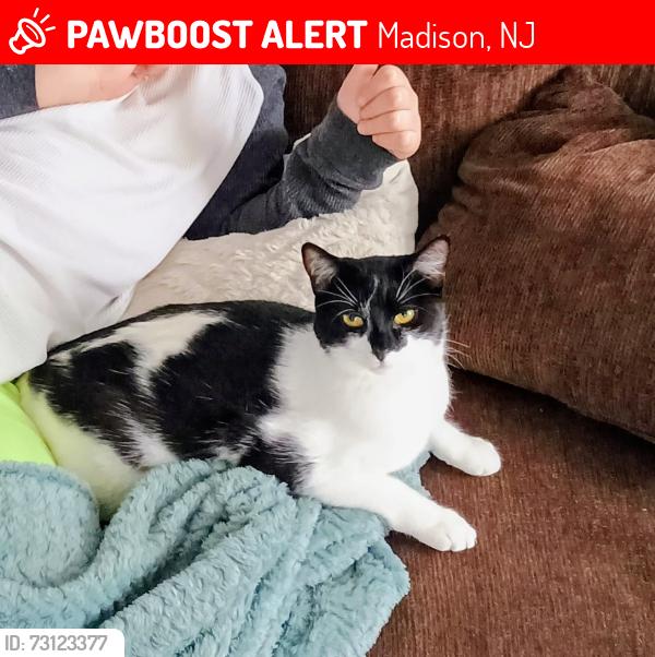 Lost Female Cat last seen Cook ave, Ridgedale Ave, Central Ave, Madison, NJ 07940