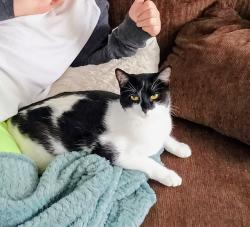 Lost Female Cat last seen Cook ave, Ridgedale Ave, Central Ave, Madison, NJ 07940