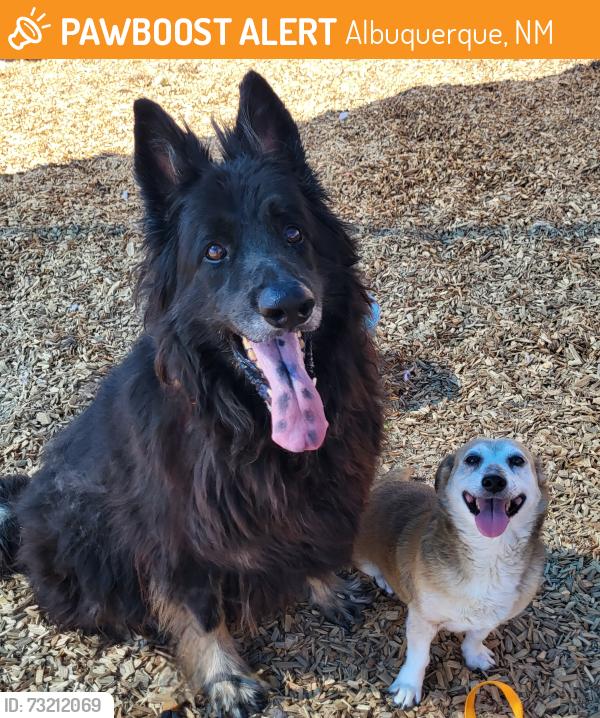 Found/Stray Unknown Dog last seen Near central, Albuquerque, NM 87105