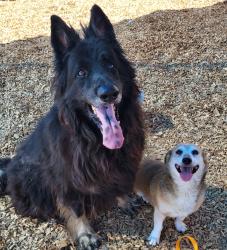 Found/Stray Unknown Dog last seen Near central, Albuquerque, NM 87105