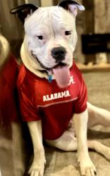 Lost Male Dog last seen Hwy 79 between marsh mtn road and pinson highschool, Pinson, AL 35126