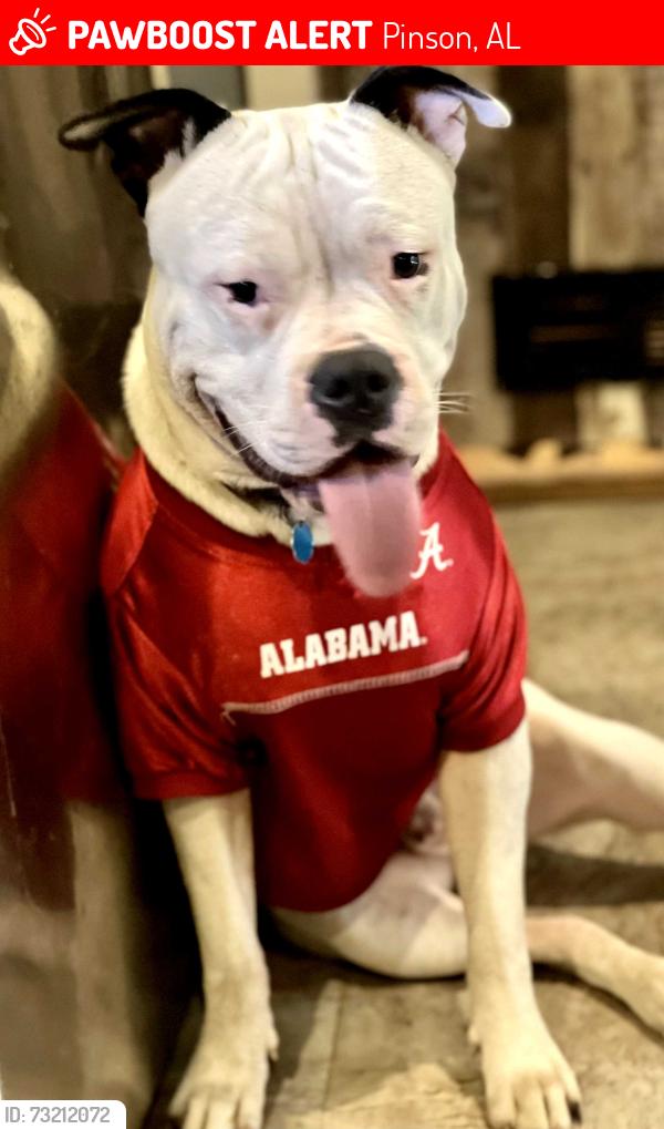 Lost Male Dog last seen Hwy 79 between marsh mtn road and pinson highschool, Pinson, AL 35126