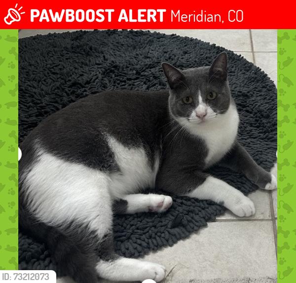 Lost Male Cat last seen Peoria and Oswego, Meridian, CO 80134