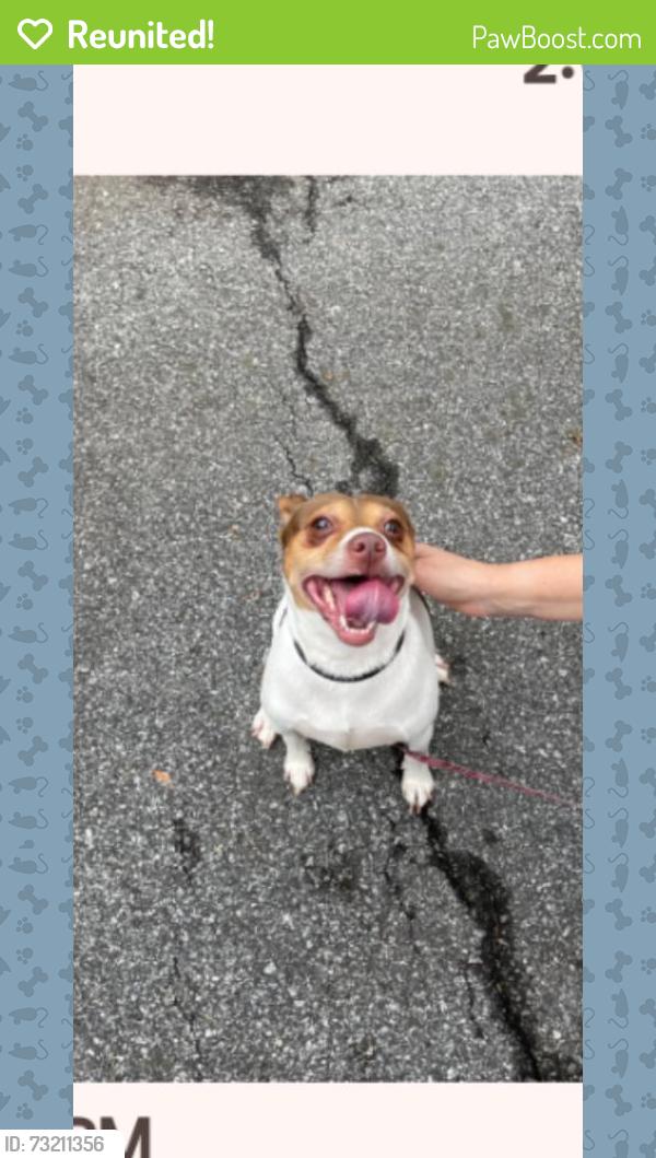 Reunited Male Dog last seen Mansfield street hendersonville nc, Hendersonville, NC 28791