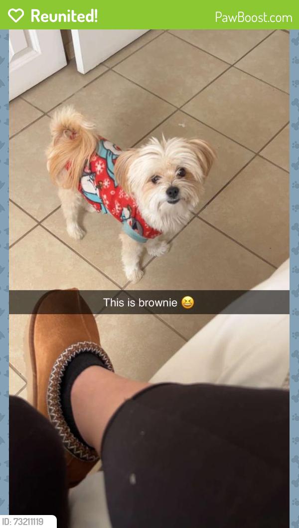 Reunited Male Dog last seen Scott Simpson near the DMV, El Paso, TX 79936
