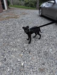 Found/Stray Female Dog last seen South turkey creek and Gilbert, Buncombe County, NC 28748