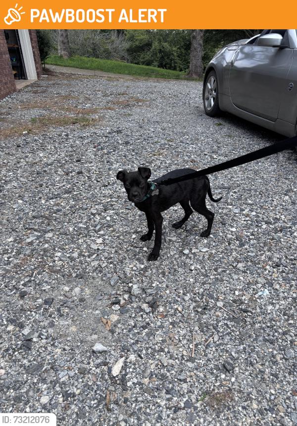 Found/Stray Female Dog last seen South turkey creek and Gilbert, Buncombe County, NC 28748