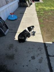 Lost Male Dog last seen w 500 s Hudson IN, Hudson, IN 46747