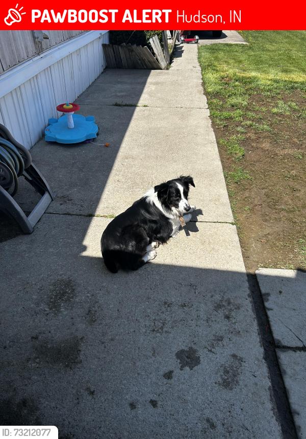 Lost Male Dog last seen w 500 s Hudson IN, Hudson, IN 46747