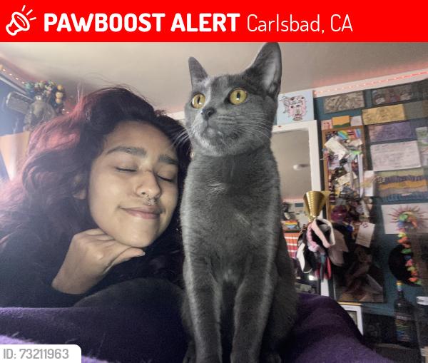Lost Female Cat last seen Tamarack Ave, Carlsbad, CA 92008