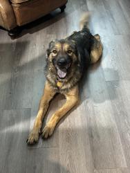 Found/Stray Male Dog last seen Heritage Middle School, Lubbock, TX 79424