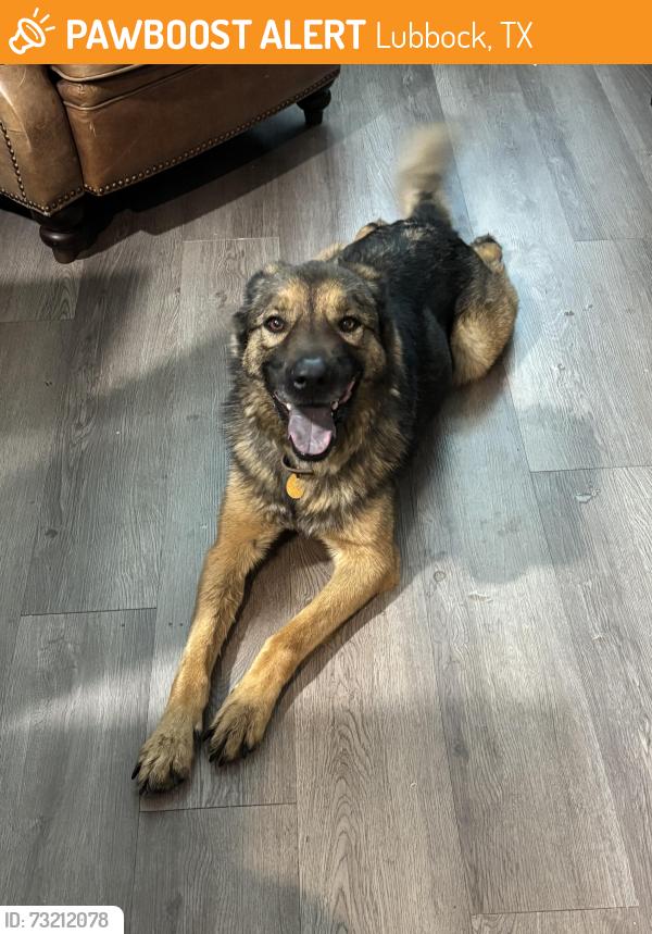Found/Stray Male Dog last seen Heritage Middle School, Lubbock, TX 79424