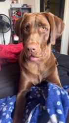 Reunited Female Dog last seen Boise village, Loveland, CO 80537