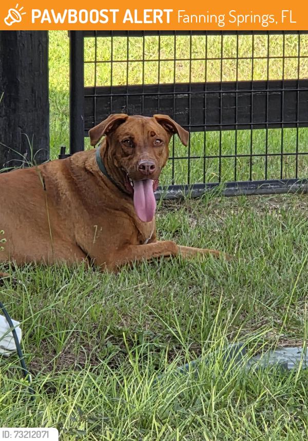 Found/Stray Male Dog last seen Near and 26, Fanning Springs, FL 32693