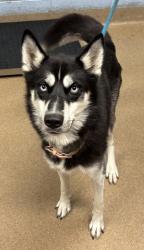 Shelter Stray Female Dog last seen Near Redan Rd, Stone Mountain, GA 30083, 30083, GA, 3280 Chamblee Dunwoody Rd, Chamblee, GA 30341, USA