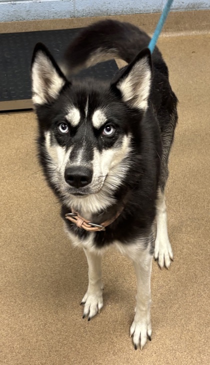 Shelter Stray Female Dog last seen Near Redan Rd, Stone Mountain, GA 30083, 30083, GA, 3280 Chamblee Dunwoody Rd, Chamblee, GA 30341, USA