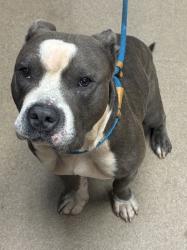 Shelter Stray Male Dog last seen Near Statler Dr, 30035, GA, 3280 Chamblee Dunwoody Rd, Chamblee, GA 30341, USA