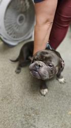 Shelter Stray Male Dog last seen Millville Ave, Hamilton, OH, 1820 Princeton Rd, Hamilton, OH 45011, USA