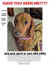 Lost Female Dog last seen HOLLY RIDGE, Mount Ida, AR 71957