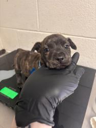 Shelter Stray Male Dog last seen Near w. kingsgate rd, Knox County GP, TN, 3201 Division St, Knoxville, TN 37919, USA