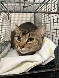 Shelter Stray Male Cat last seen Near hampton roads, Knox County GP, TN, 3201 Division St, Knoxville, TN 37919, USA