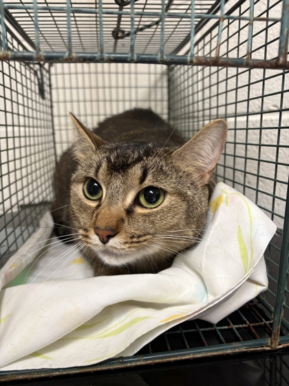 Shelter Stray Male Cat last seen Near hampton roads, Knox County GP, TN, 3201 Division St, Knoxville, TN 37919, USA